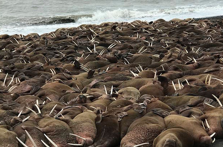 Более тысячи моржей окружили поселок на Аляске
