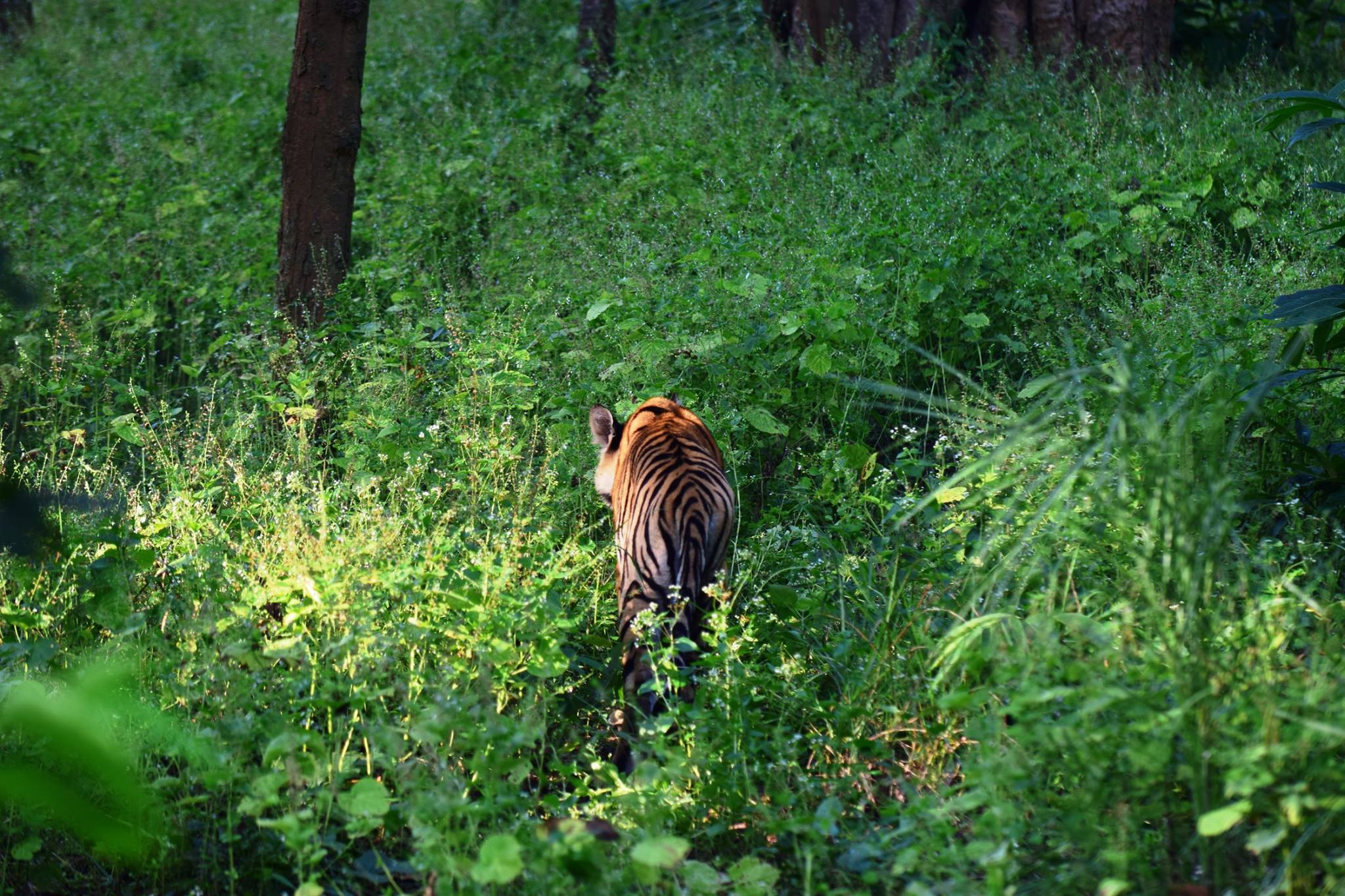 Индия. В поисках тигра