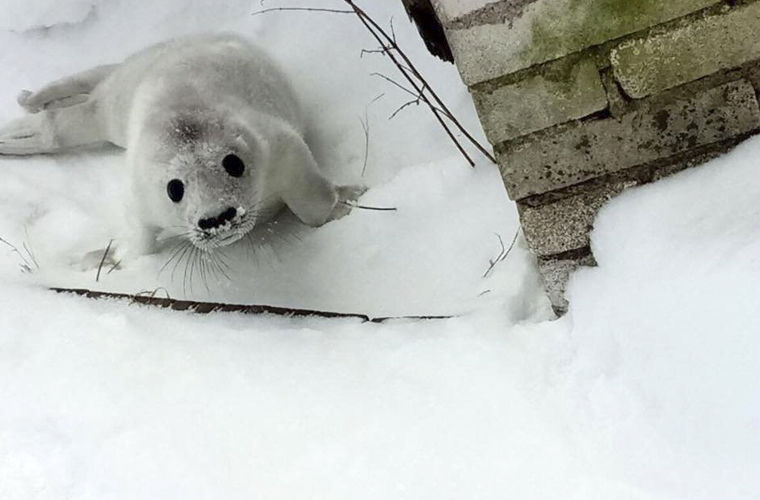 Тюленя Гоглика выпустили в Финский залив после реабилитации