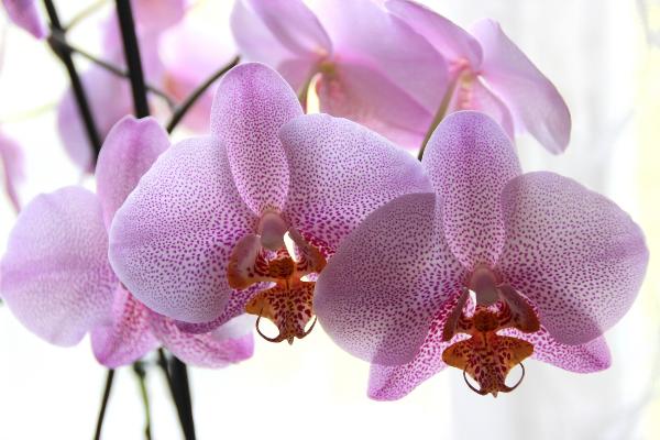 В Вологде откроется музей орхидей
