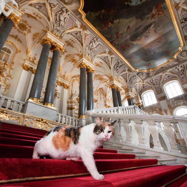 В Петербурге отмечают день Эрмитажного кота