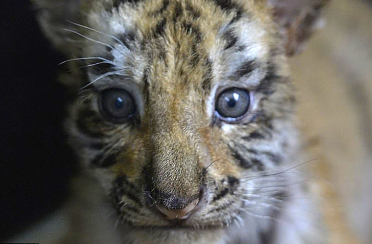 В китайском зоопарке родились 24 детеныша амурского тигра