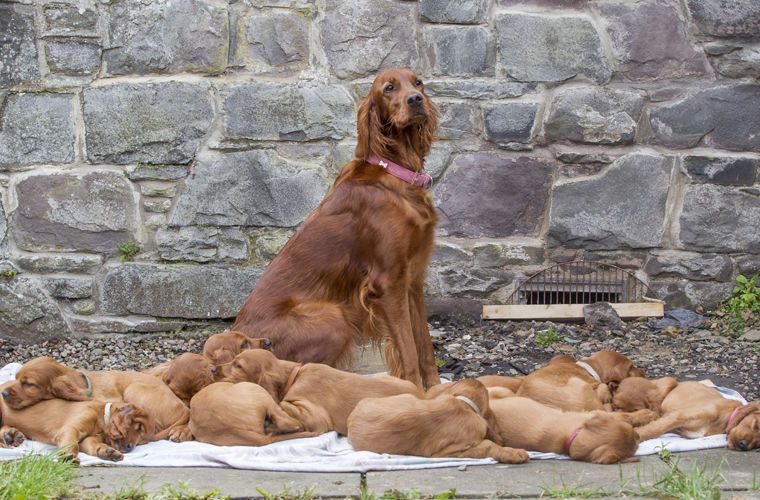 11 собак приехали к маме на свой день рождения