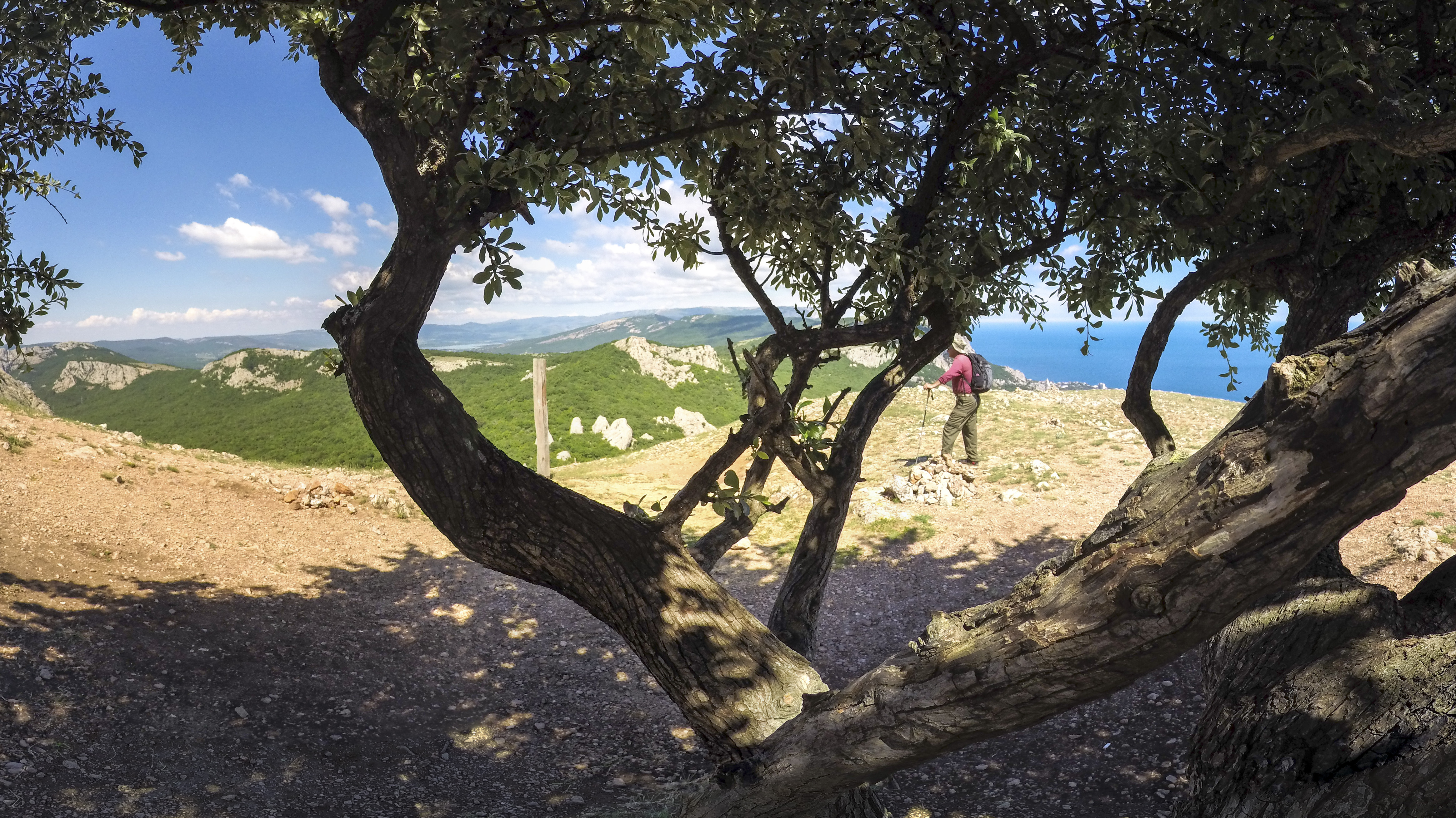 500-летняя олива на вершине скалы Ильяс-Кая. Крым