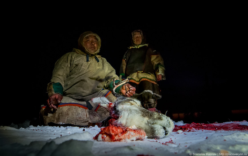 Заготовка мяса оленя на Ямале
