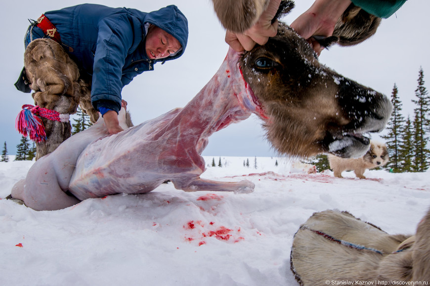 Заготовка мяса оленя на Ямале