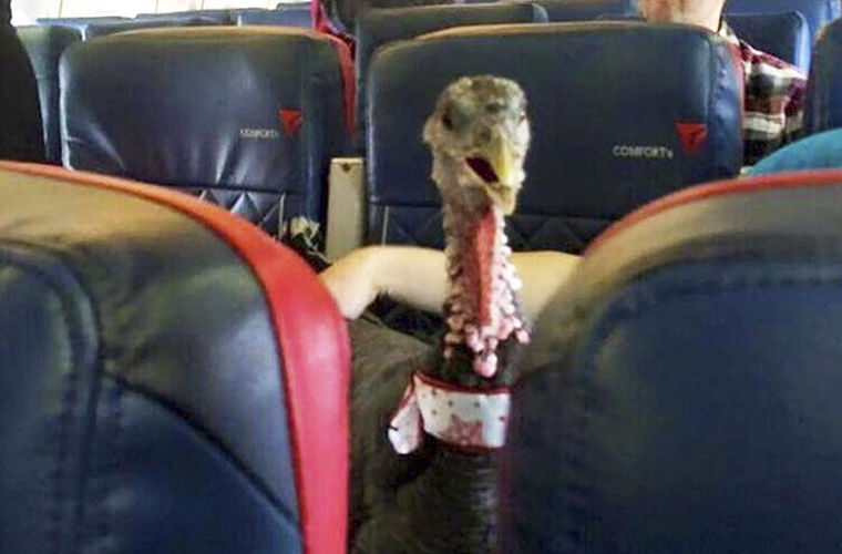 «Жутким» животным запретили летать в самолете