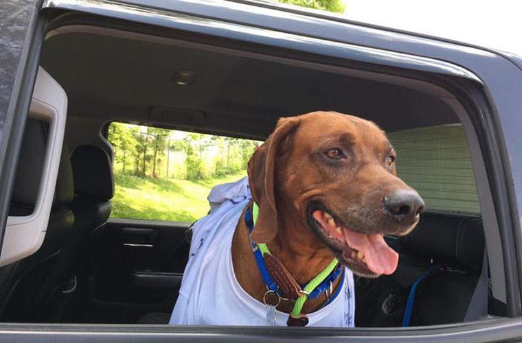 Потерявшийся пес проехал автостопом 3000 км, чтобы вернуться домой