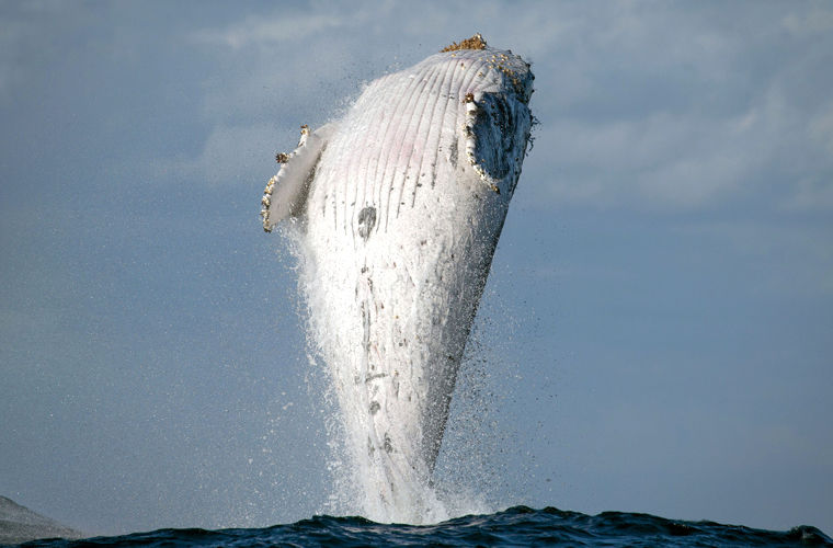 Вертикальный прыжок 20-тонного горбатого кита попал на фото