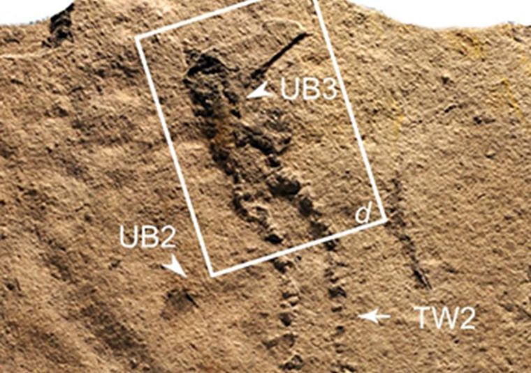 В Китае обнаружили самые ранние следы животных