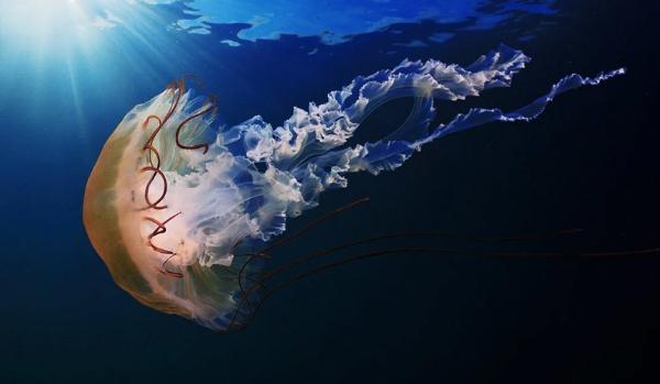 МИД предупредил туристов об опасных медузах на Пхукете