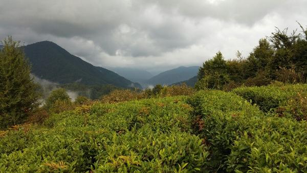 Власти Абхазии готовятся открыть чайный туристический маршрут