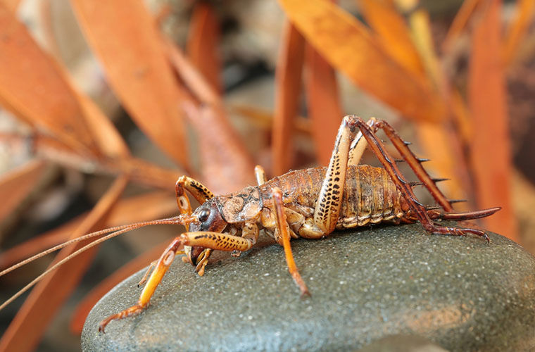 В Новой Зеландии спасают самое большое насекомое в мире