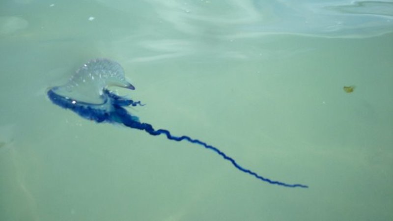 Сезон медуз физалий на пляжах Пхукета