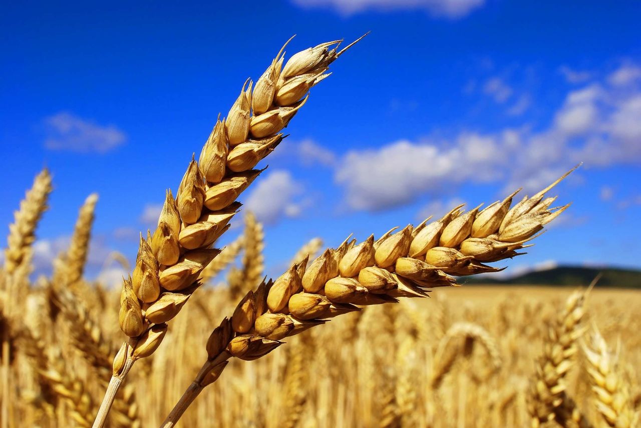В Крыму стремительно дорожает зерно