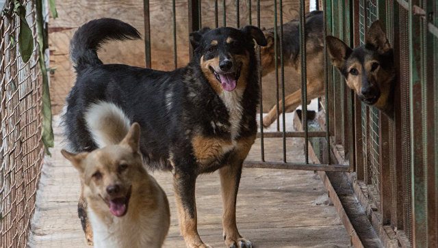 В этом году в Крыму стерилизуют 7,5 тыс бездомных животных
