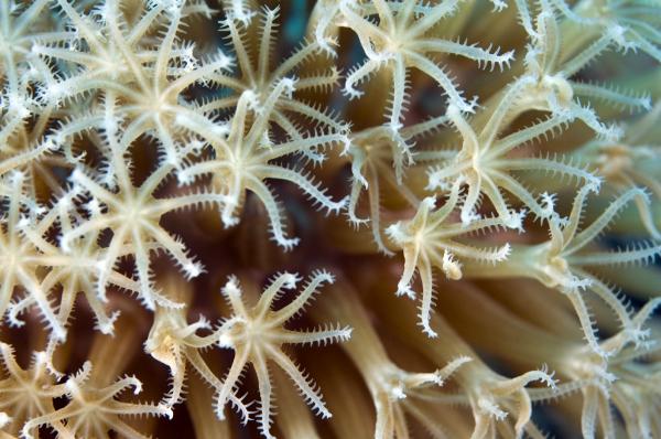 У островов Италии нашли удивительные коралловые леса
