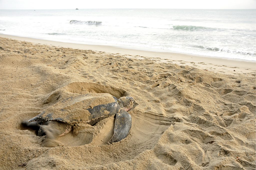 Найди черепаху в Таиланде — получи денежное вознаграждение