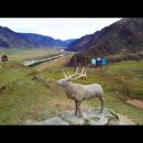 Горный Алтай, весна, цветущие горы, цветение маральника