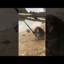 Коала нашла удочку и решила порыбачить