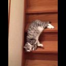 Кот нашел необычный способ спускаться по лестнице