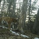 В Приморье были замечены три амурские тигрицы, принесшие потомство