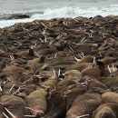 Более тысячи моржей окружили поселок на Аляске