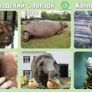 122 года Зоопарку! Поздравляем!