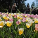 В Петербурге открывается фестиваль тюльпанов