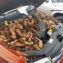 Белки натаскали шишек под капот