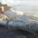 Неизвестное морское чудище напугало жителей Филиппин