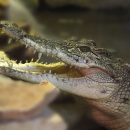 Крокодилам дали послушать Баха в сканере МРТ