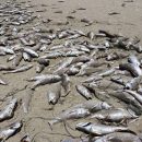 Маленькие Сардины заняли большую часть береговой линии 1,6 км
