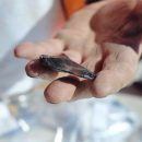 В Новой Зеландии нашли деревню маори XIV века