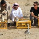 В ОАЭ выпущено 1000 культивируемых в Пакистане особей вихляев (Houbara)