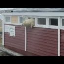 Медведь разгромил отель и застрял в окне