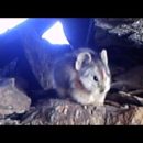 В Китае впервые засняли на видео редкое животное