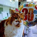 Кот Щебень отпраздновал 137 лет по человеческим меркам