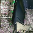 Индийские крысы съели более 1 млн рупий в банкомате