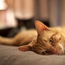 Услуга «кот на час» прославила японский отель