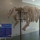 В камчатском аэропорту появилась уникальная корова Стеллера