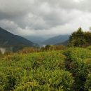 Власти Абхазии готовятся открыть чайный туристический маршрут