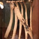 Олень прожил несколько лет со стрелой в ребрах