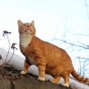 Кот получил должность старшего мяучного сотрудника