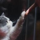В Сингапуре кошкам посвятят специальный праздник