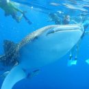 Пуститься вплавь с акулами вместе с Silversea Expeditions