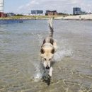 Пляжи Испании, куда можно отправиться вместе с домашним питомцем