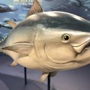 Старая новая достопримечательность: рыбный рынок в Токио переехал